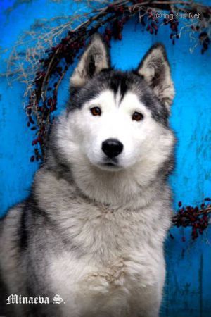 Photo of Laitkiper’s Booka