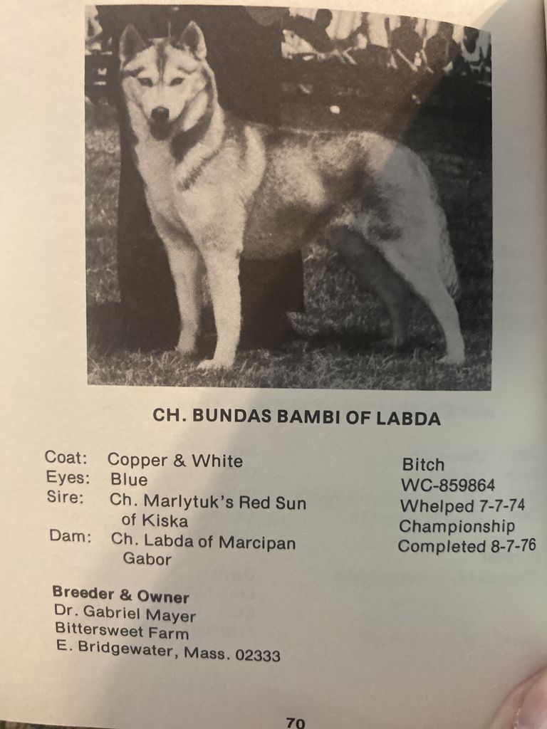 Photo of Bundas’ Bambi Of Labda