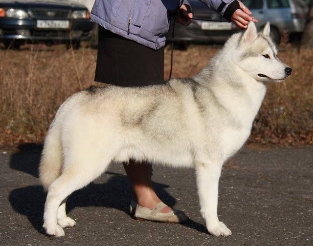 Photo of Trillium Blue Most Wanted In Russia