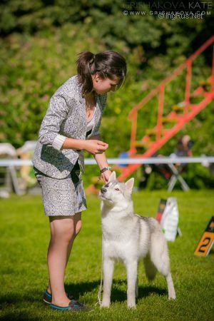 Photo of Husky Haven Bubble Gum