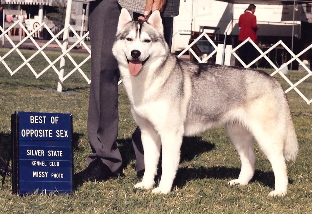 Photo of Echo Call’s Snow-Fox