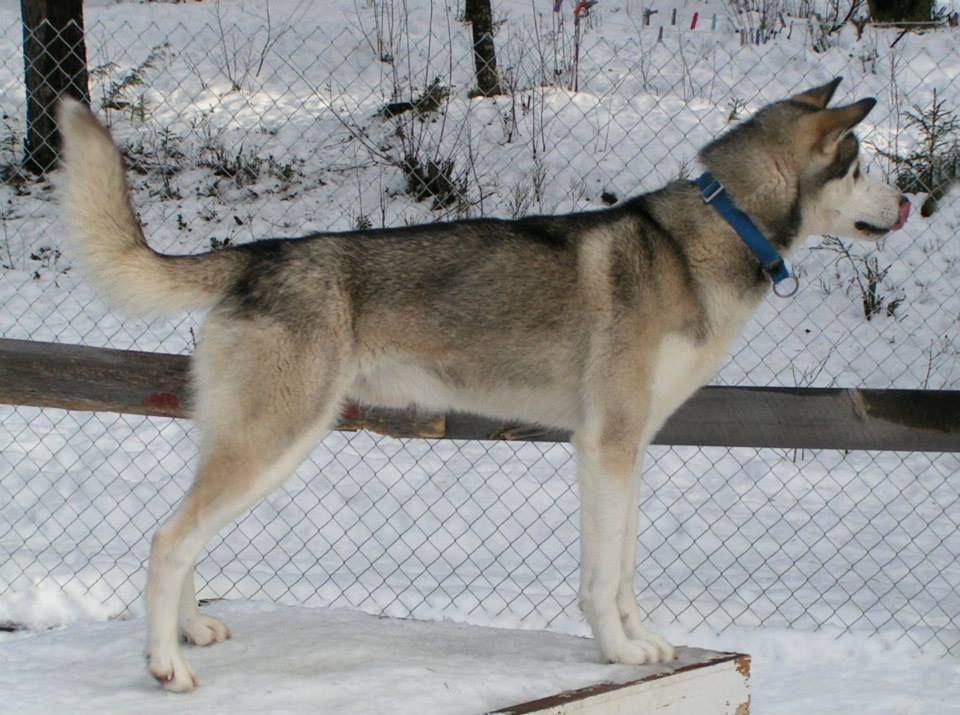 Photo of Sverre av Vargevass