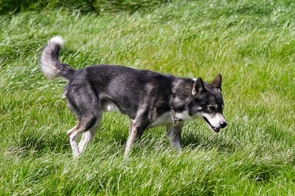 Photo of Kumiak Balou