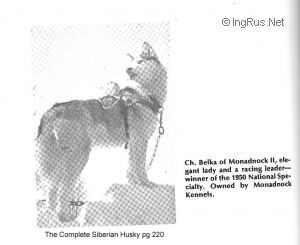 Photo of Belka Of Monadnock II