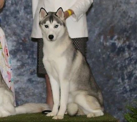 Photo of Doxhobbi's Medicine Woman of Kadian