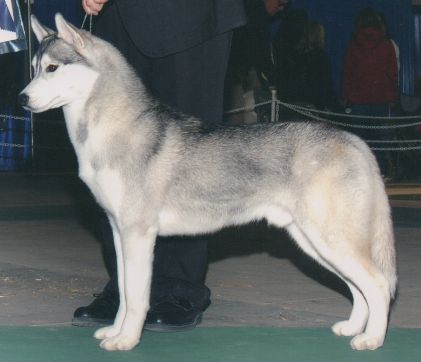 Photo of Tyvanki’s Silver Shenandoah