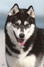 Photo of Wolvereen Raven Darkholme