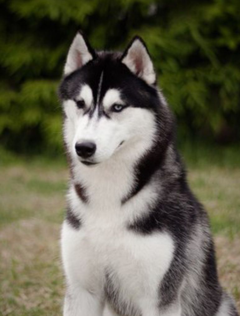 Photo of North Soul Lukas