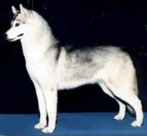 Photo of V-Star's Tseen She