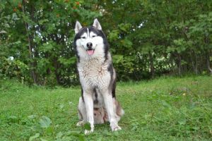 Photo of Dar Tsintavry Enisei The Charming Prince
