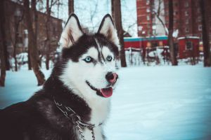 Photo of Arctic Magic Bryune Mari