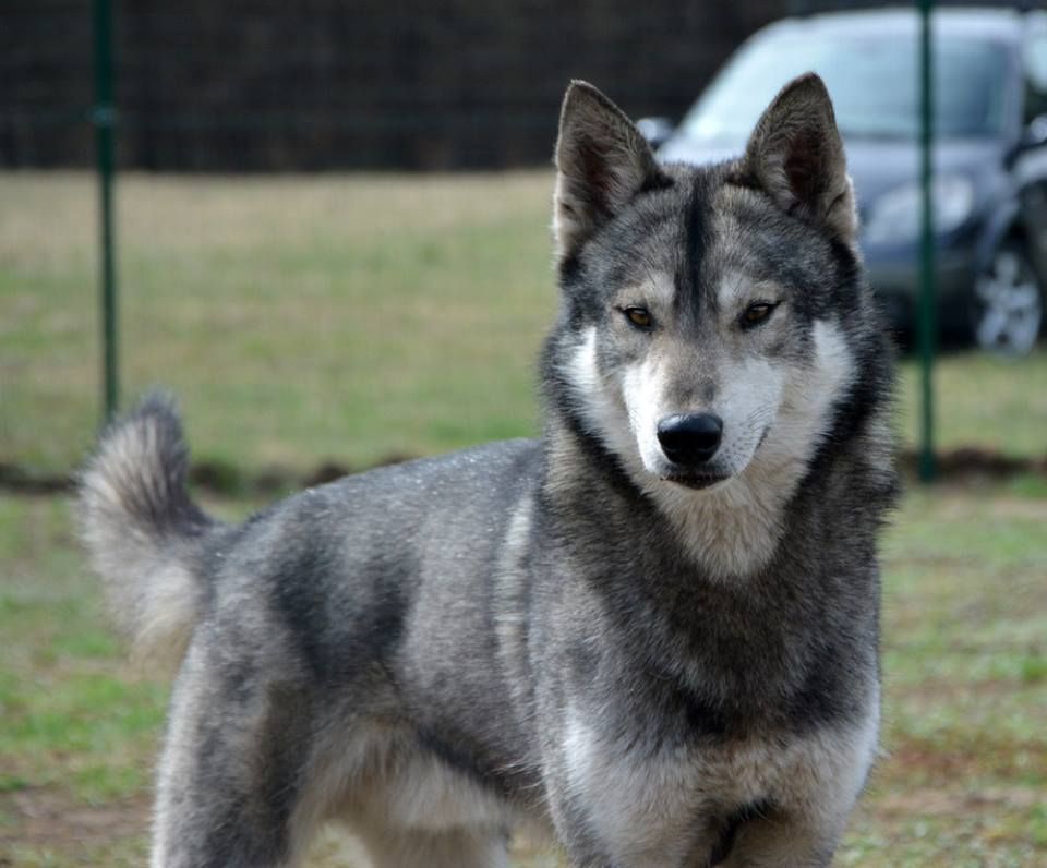 Photo of Sibersong’s Grey Goose