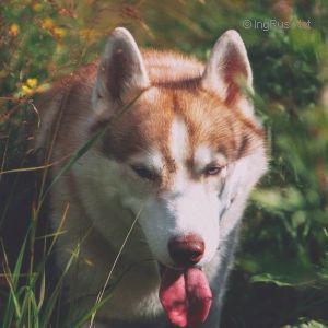 Photo of Fialka Mon Marta S Goluboy Zvezdy