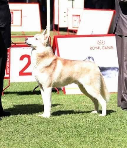 Photo of DRAGON’S TAILACO Sachems’ Dream(FCI)