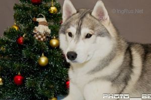 Photo of Husky Haven Las Vegas