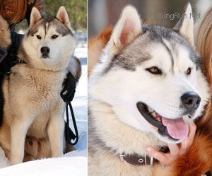 Photo of Husky Haven Indigo Blue