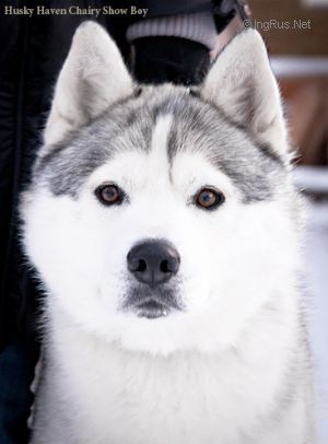 Photo of Husky Haven Chairy Show Boy