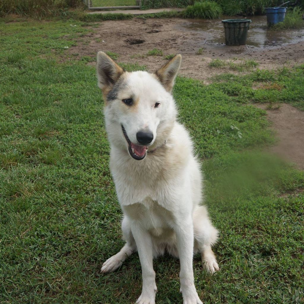 Photo of Tuuluuwak’s Ila of Arcticsun