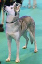 Photo of Lara-Ke’s Teklanika