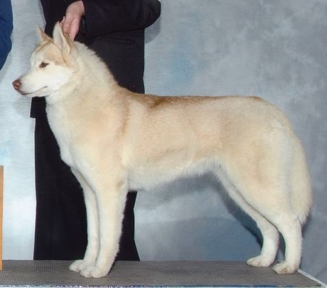 Photo of Northern Light's Ciara
