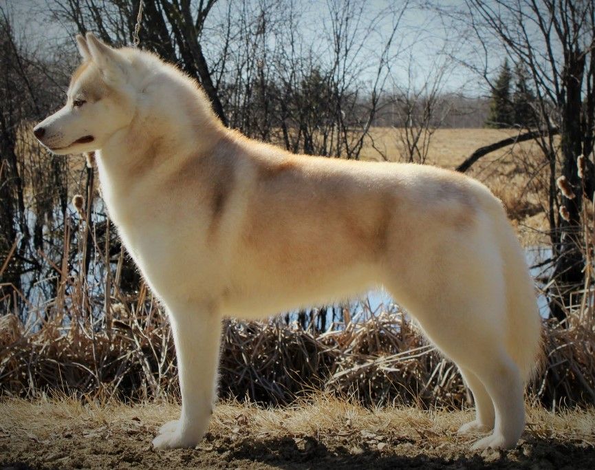 Photo of Nanook’s Canya Run