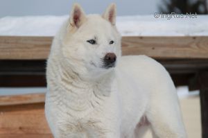 Photo of Semargl Belaya Busina