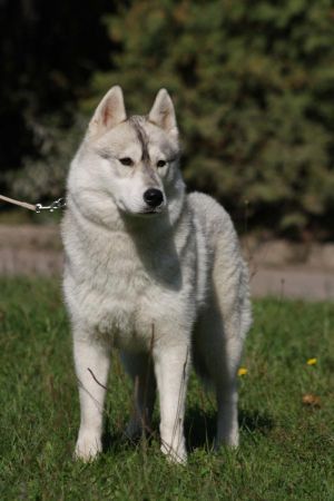Photo of Husky Haven Evolution Of Time