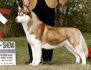 Photo of Coventry’s Lioness’ Pride