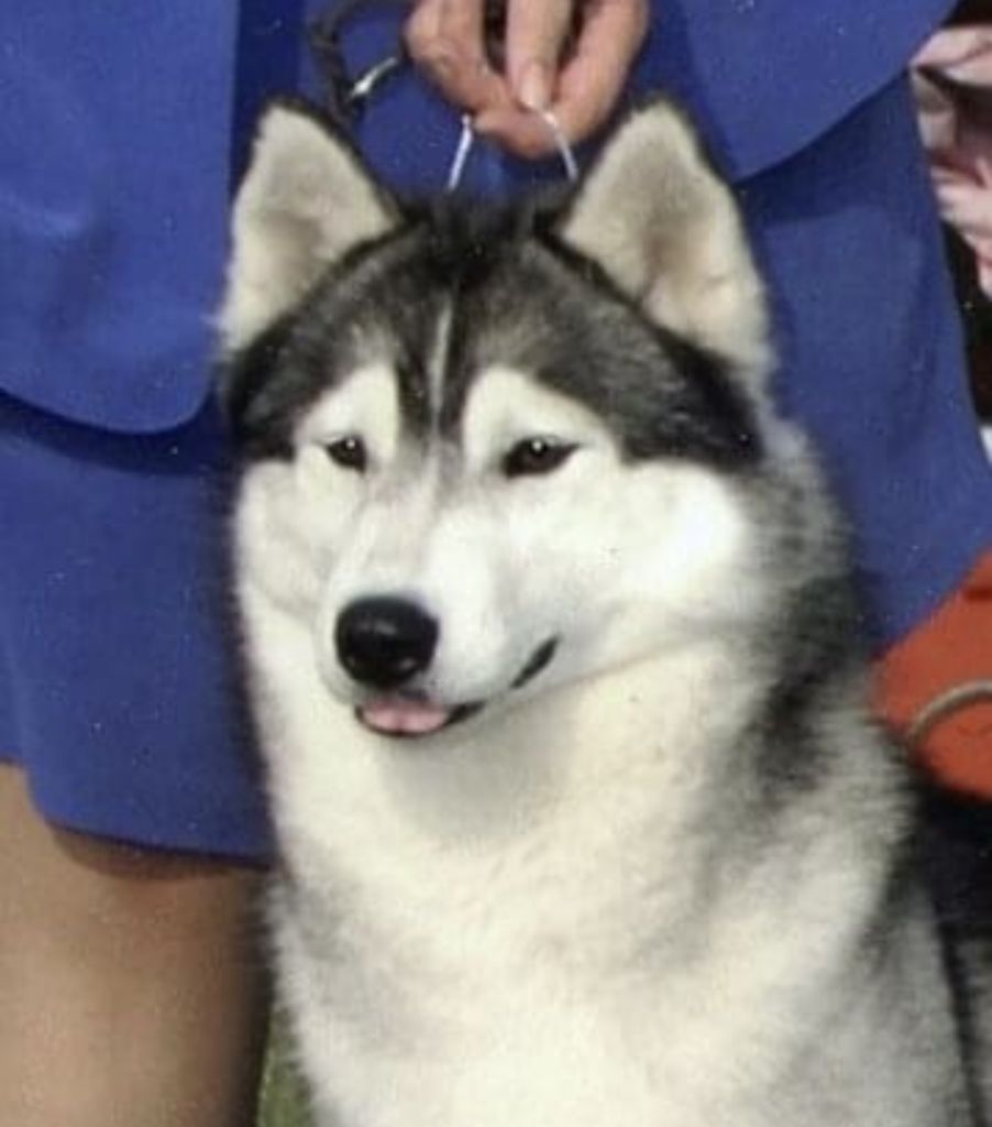 Photo of Kismet’s Gabriella