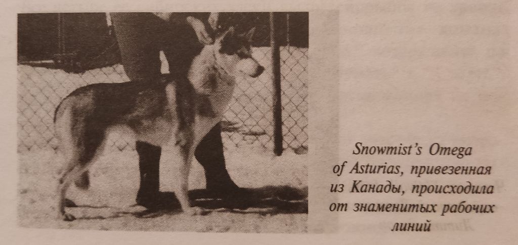 Photo of Snowmist’s Omega Of Asturias