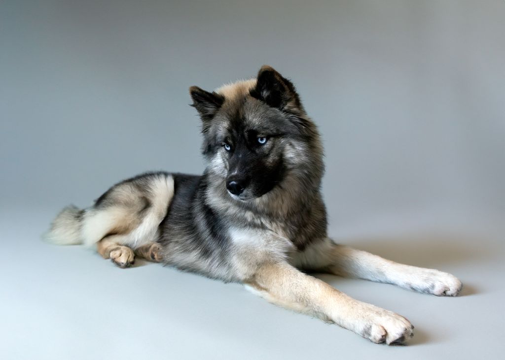 Photo of Kira of Thistle Hill Farm