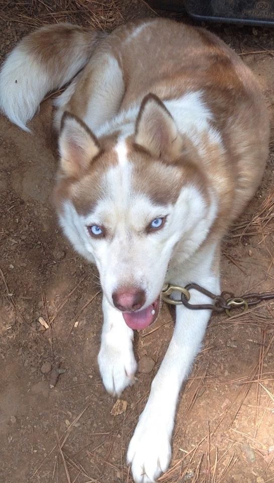 Photo of WildHearts Calamity Jane
