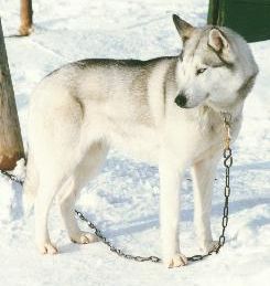 Photo of Alaskan’s Yakut of Anadyr II