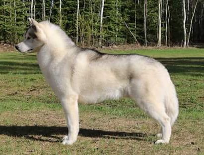 Photo of Kamchatka Da Gospel Truth