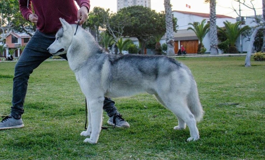 Photo of Amazing White Polvo de Diamante