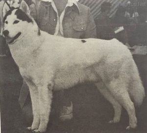 Photo of Roy-A-Lin’s Valentikko O’Snoshu