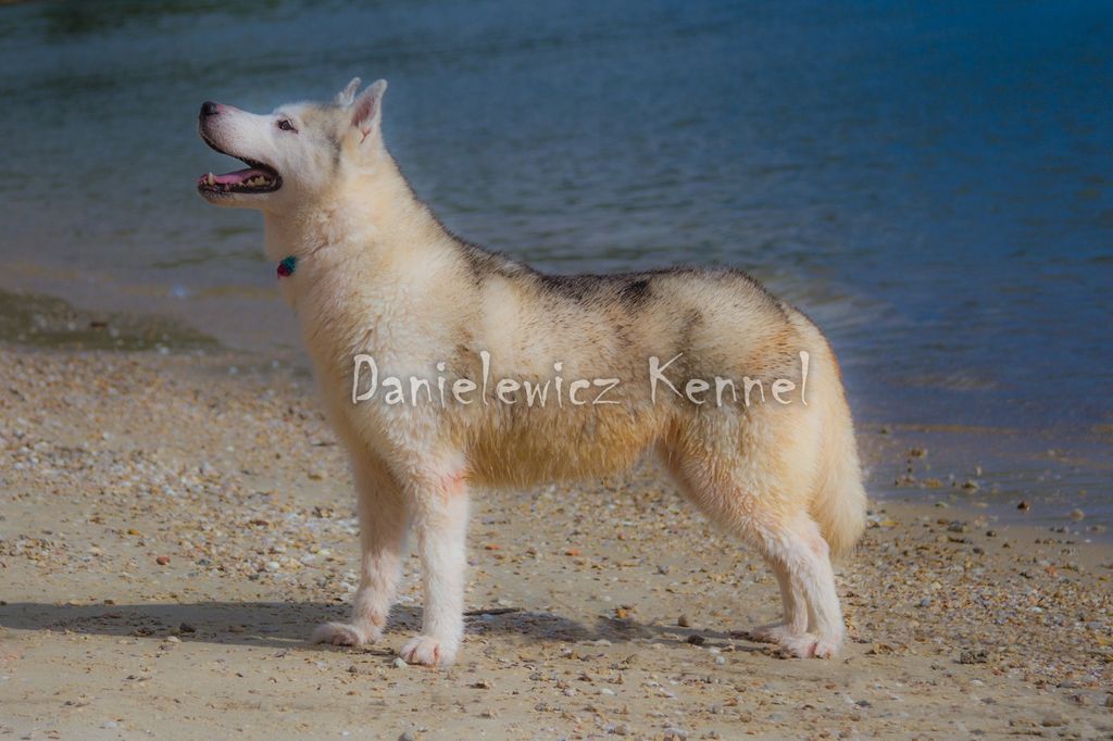 Photo of Suraliam Pinch Of Pixidust
