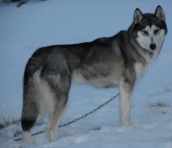 Photo of Arctic Soul Utu