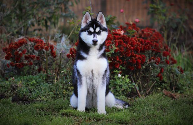 Photo of Winterrahills Dottie