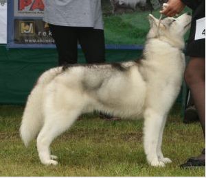 Photo of Husqvarna Mystic