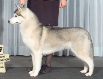 Photo of Bain’s Northern Trophy Edition