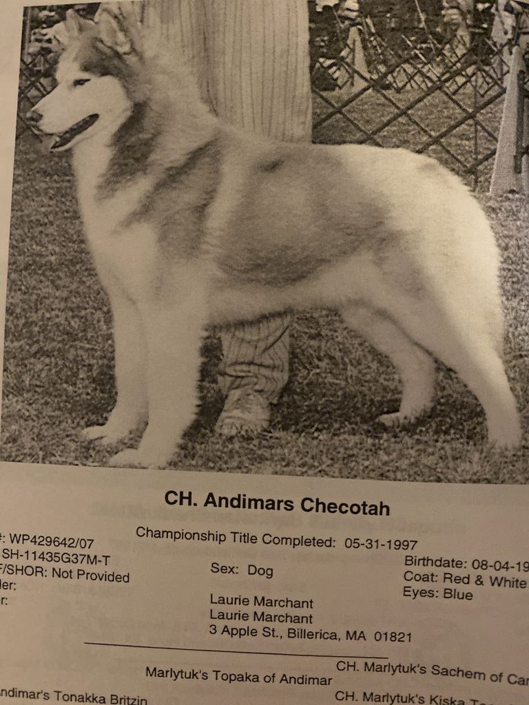 Photo of Andimar’s Checotah