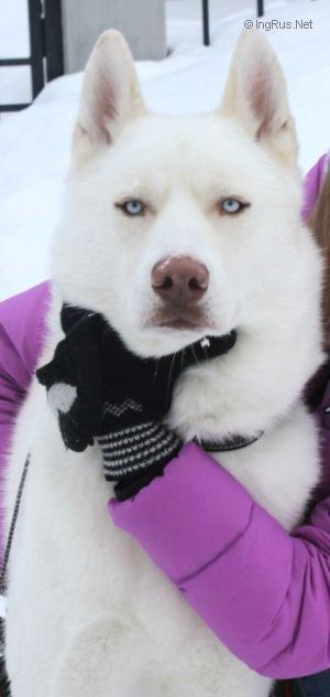 Photo of Big Flauer Tsarskyi Podarok
