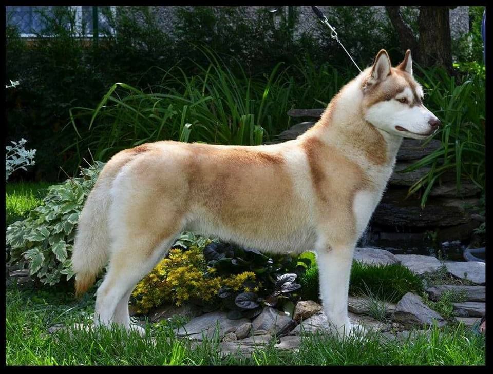 Photo of Bajka Sleed Dogs
