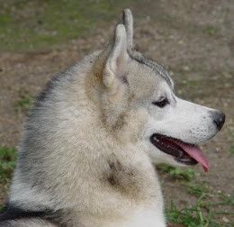 Photo of Gaia del Ykpahia