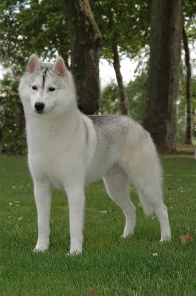 Photo of Vandame Of Nordic Forest