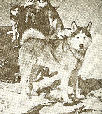 Photo of Alaskan’s Tannik Of Anadyr