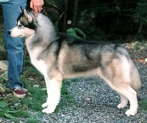 Photo of Syntari’s Filbert