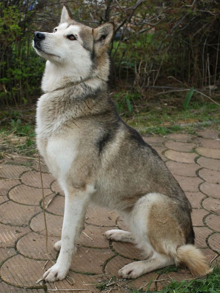 Photo of Laitkiper's Osraige Queen