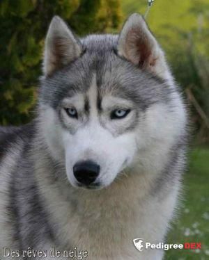 Photo of Dance With Wolves Des Reves De Neige